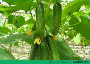 吃老瓜尖治啥病,天然良药,养生保健的绿色选择