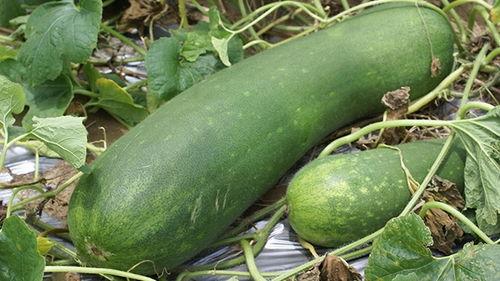 肝炎吃蒲瓜白糖功效,肝炎患者的天然食疗良方