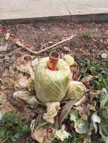 累了吃瓜闲着赏花,累了吃瓜,闲着赏花,悠然自得的生活态度