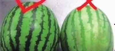 吃瓜群众小葱花,揭秘吃瓜群众的趣味生活