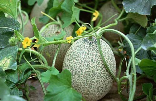 生瓜蛋子吃生瓜下句,一场别开生面的美食冒险