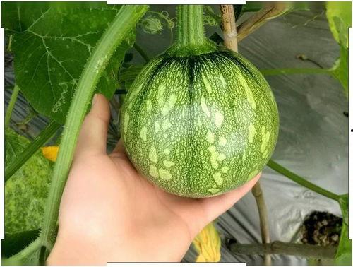 江西王婆吃瓜,揭秘当地特色美食背后的故事