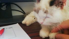 布偶可以吃瓜吗,瓜果时光