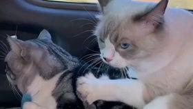 布偶可以吃瓜吗,瓜果时光